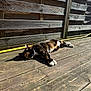animal, calico_cat, cat, colorful, daylight, domestic_cat, fence, fur, laying, nature, outdoor, paws, pet, relaxed, resting, shadow, striped, sunlight, whiskers, wooden_deck