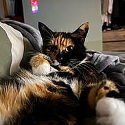 Mana a rejoint le concours — aidez-le/la à gagner de superbes lots ! calico_cat, cat, pet, feline, animal, bed, blanket, cozy, fur, whiskers, paw, indoor, relaxed, curious, closeup, home, soft_lighting, resting, cute, sleepy