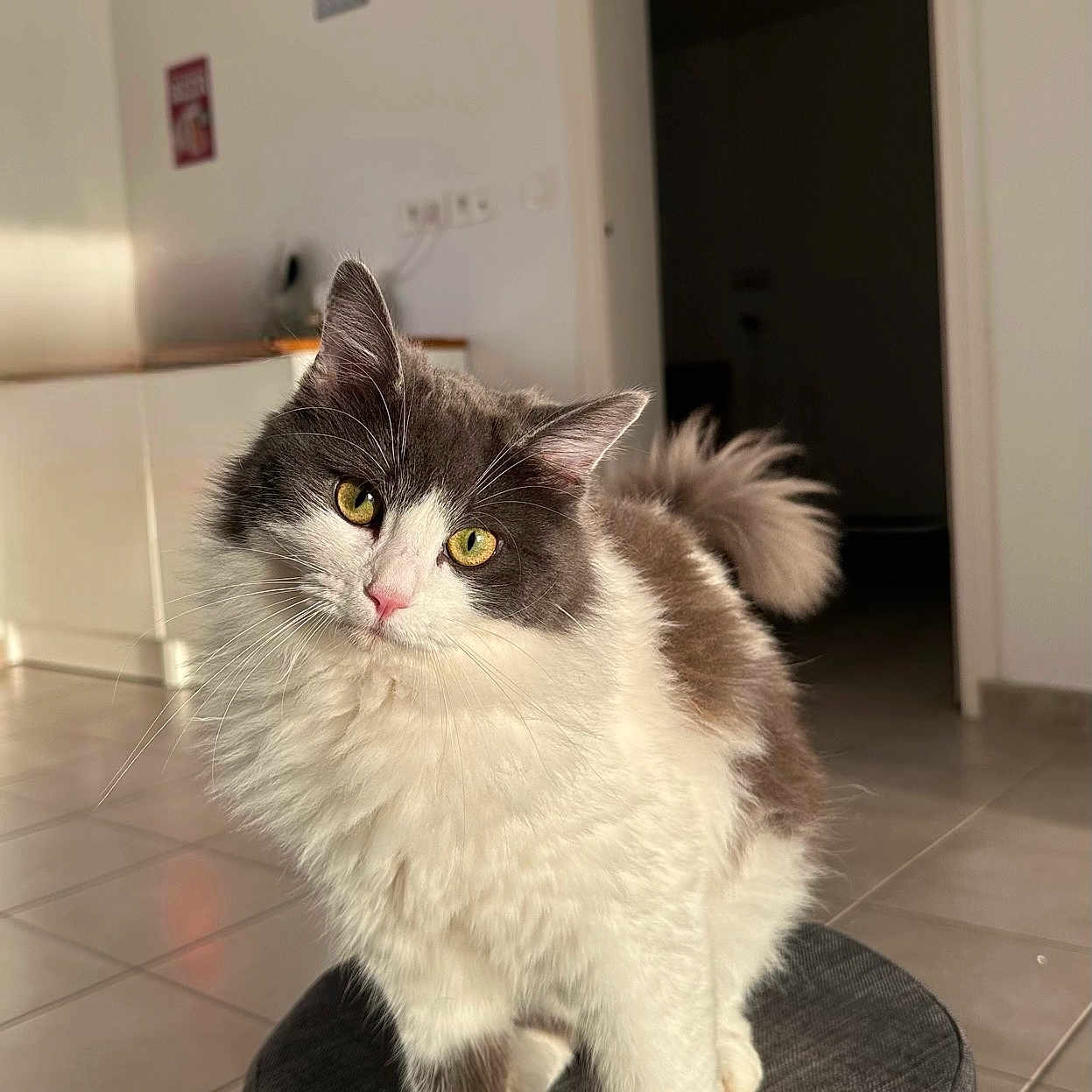Gaia participe au concours pour gagner de l'argent avec cette photo : abyssinian, angora, animal, architecture, barstool, building, cat, furniture, hardwood, indoors, interiordesign, kitten, livingroom, manx, ottoman, pet, room, wood