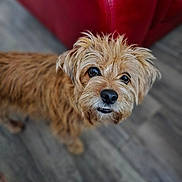 Phoeby a rejoint le concours — aidez-le/la à gagner de superbes lots ! affenpinscher, animal, armchair, bulldog, canine, chair, cockerspaniel, couch, dog, furniture, hardwood, hound, papillon, pet, poodle, puppy, terrier, wood