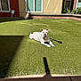 animal, brick_wall, building, bulldog, calm, courtyard, daytime, dog, grass, lawn, leash, lying_down, outdoor, pet, relaxed, residential, shadow, sunlight, white_dog, window