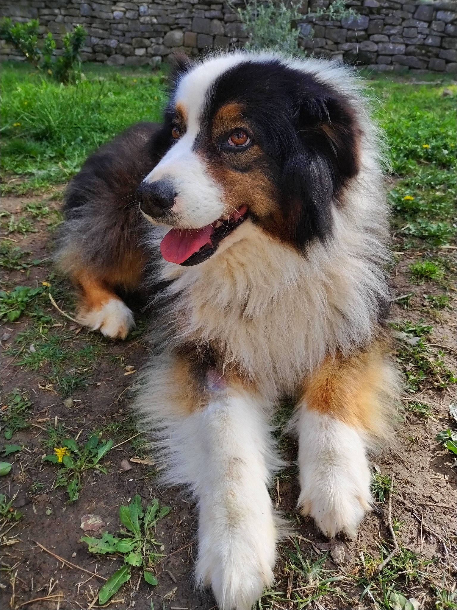 Kalhya participe au concours pour gagner de l'argent avec cette photo : australian_collie, australian_shepherd, border_collie, canidae, carnivore, companion_dog, dog, dog_breed, grass, herding_dog, plant, sporting_group, terrestrial_animal, working_dog