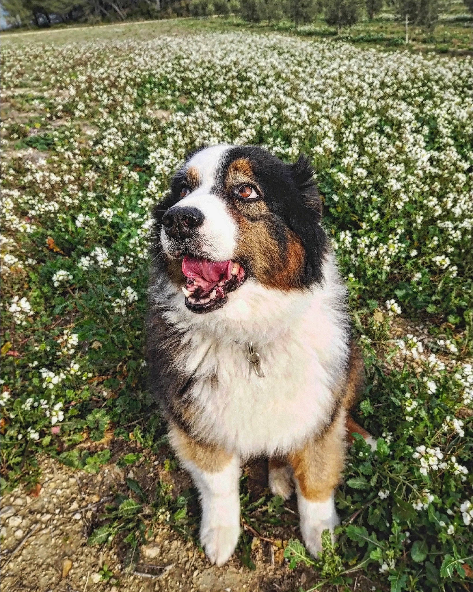 Kalhya participe au concours pour gagner de l'argent avec cette photo : ancient_dog_breeds, australian_shepherd, carnivore, companion_dog, dog, dog_breed, flower, grass, grassland, groundcover, herding_dog, plant, sporting_group, terrestrial_animal, working_animal, working_dog