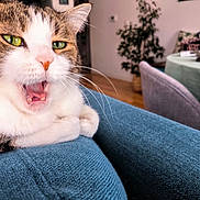 Lili a rejoint le concours — aidez-le/la à gagner de superbes lots ! animal, blue_fabric, cat, chair, close_up, cozy, domestic_cat, expression, feline, fur, green_eyes, home, indoor, mouth_open, pet, plant, resting, table, whiskers, yawning