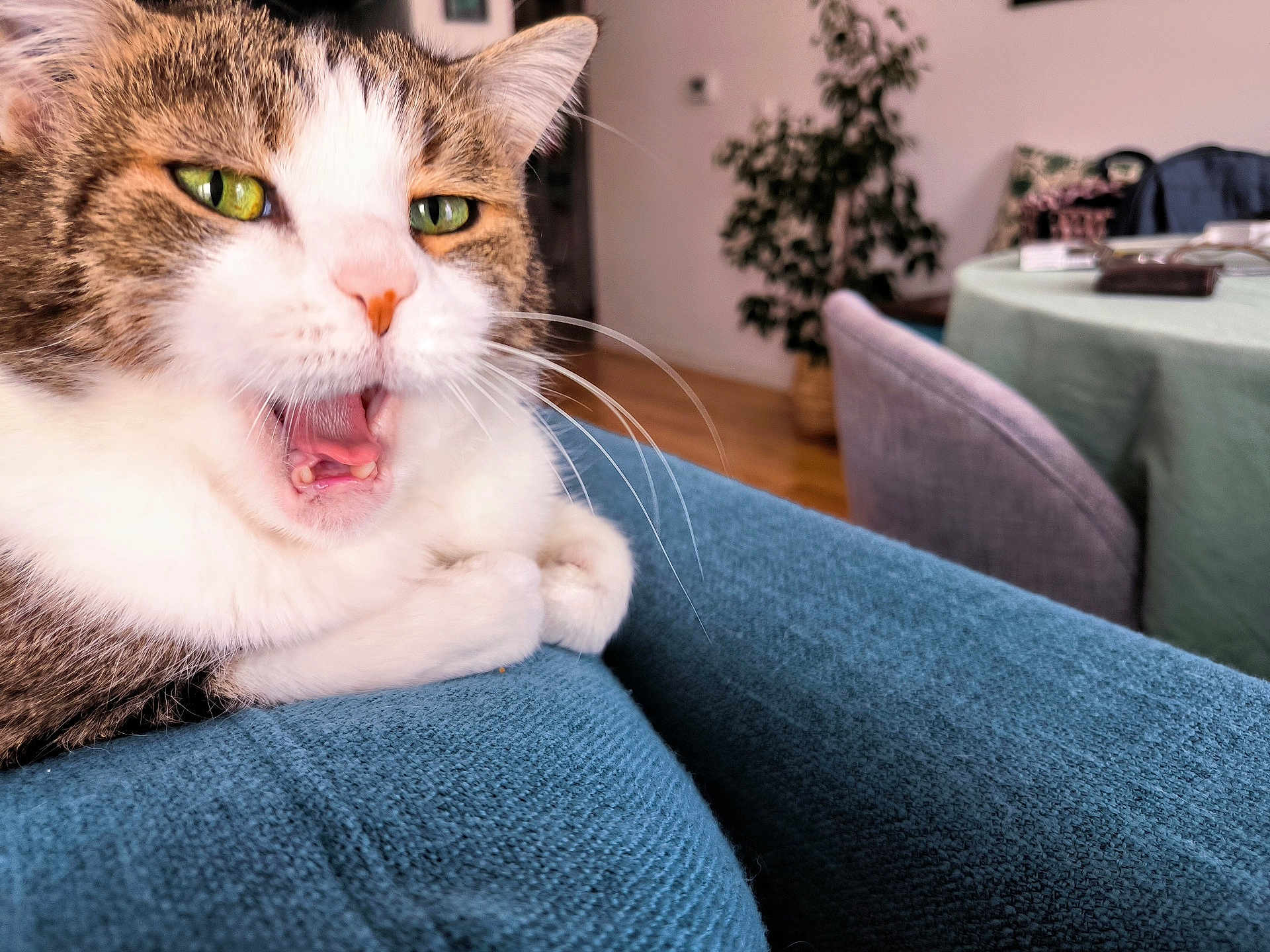 Lili a rejoint le concours — aidez-le/la à gagner de superbes lots ! animal, blue_fabric, cat, chair, close_up, cozy, domestic_cat, expression, feline, fur, green_eyes, home, indoor, mouth_open, pet, plant, resting, table, whiskers, yawning