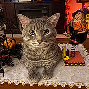 Tygra is registered to the contest to win money with this photo: cat, tabby_cat, table, tablecloth, decoration, pumpkin, halloween, witch_figurine, spring, indoor, cozy, decor, orange, black, gray, fur, pet, animal, face, whiskers
