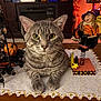 cat, tabby_cat, table, tablecloth, decoration, pumpkin, halloween, witch_figurine, spring, indoor, cozy, decor, orange, black, gray, fur, pet, animal, face, whiskers