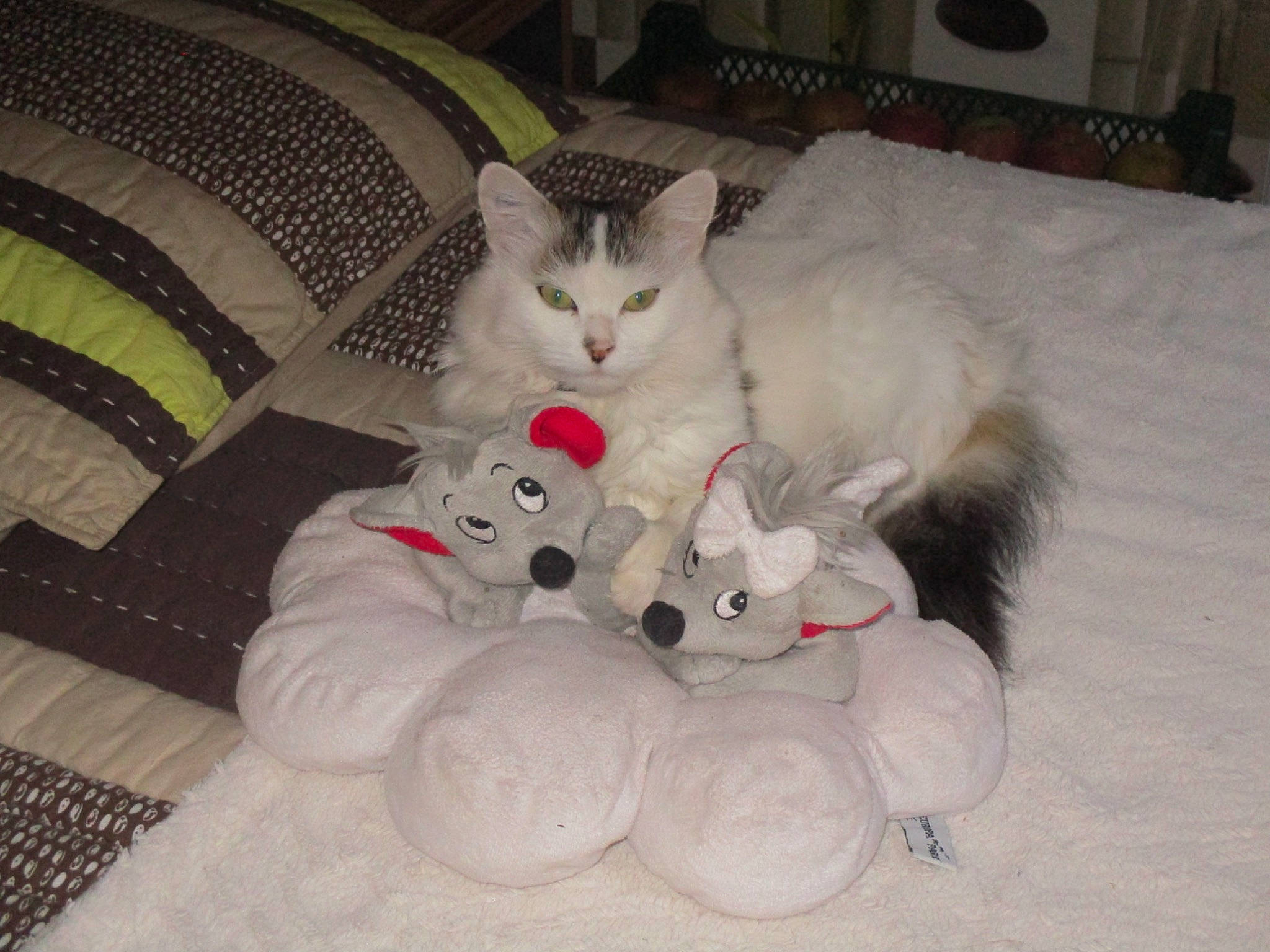 Julie a rejoint le concours — aidez-le/la à gagner de superbes lots ! canidae, carnivore, cat, comfort, companion_dog, couch, dog_breed, domestic_short_haired_cat, fawn, felidae, flooring, fur, grey, hardwood, lap, pattern, paw, small_to_medium_sized_cats, tail, whiskers