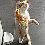 cat, orange_cat, white_cat, standing, hind_legs, curious, pet_bowl, tiled_floor, indoor, fur, whiskers, tail, animal, pet, playful, looking_up, food_bowl, domestic_cat, kitten, feline