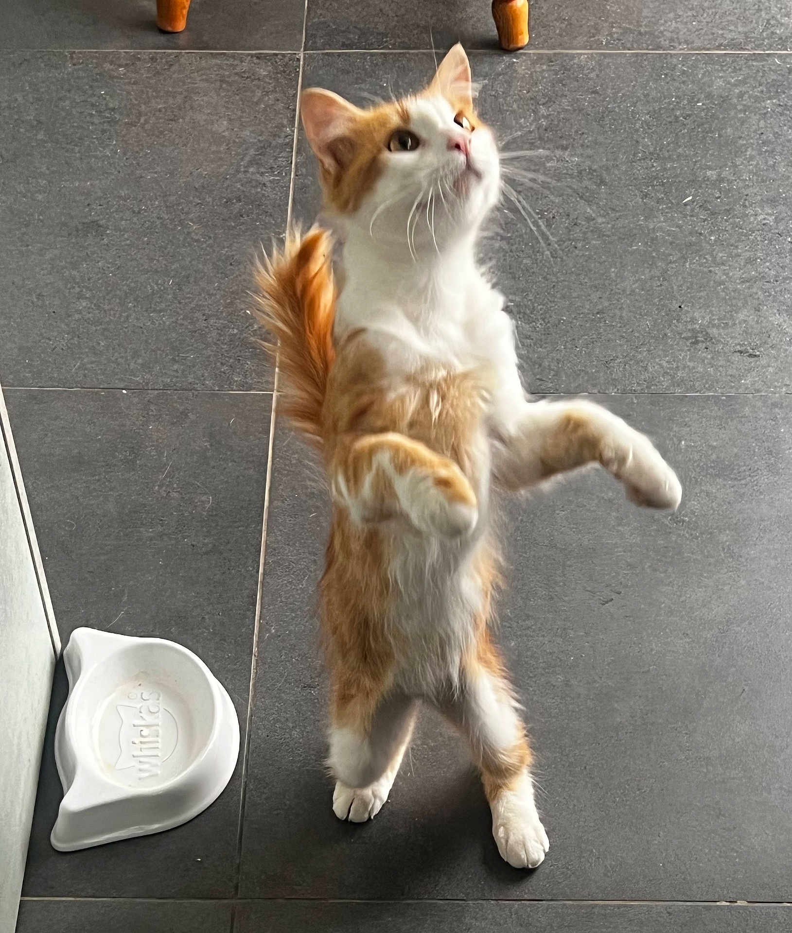 Roucky a rejoint le concours — aidez-le/la à gagner de superbes lots ! cat, orange_cat, white_cat, standing, hind_legs, curious, pet_bowl, tiled_floor, indoor, fur, whiskers, tail, animal, pet, playful, looking_up, food_bowl, domestic_cat, kitten, feline