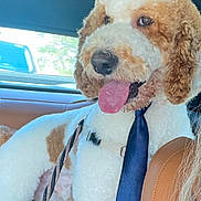 Pringle is registered to the contest to win money with this photo: dog, curly_fur, tie, car_interior, leather_seat, tongue_out, pet, brown_and_white, seatbelt, window, daylight, closeup, canine, cute, sitting, inside_car, domestic_animal, portrait, happy, fluffy