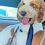 dog, curly_fur, tie, car_interior, leather_seat, tongue_out, pet, brown_and_white, seatbelt, window, daylight, closeup, canine, cute, sitting, inside_car, domestic_animal, portrait, happy, fluffy
