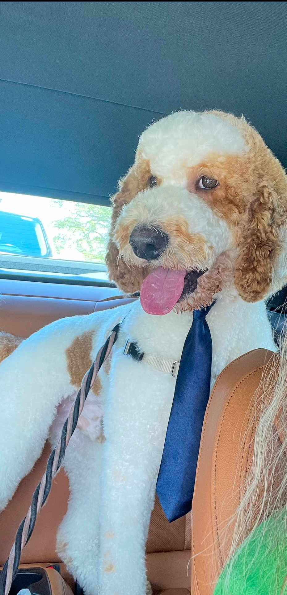 Pringle is registered to the contest to win money with this photo: dog, curly_fur, tie, car_interior, leather_seat, tongue_out, pet, brown_and_white, seatbelt, window, daylight, closeup, canine, cute, sitting, inside_car, domestic_animal, portrait, happy, fluffy
