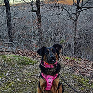 Nova is registered to the contest to win money with this photo: dog, harness, boots, forest, trees, moss, leaves, outdoor, nature, sunset, pet, canine, animal, sitting, brown, black, leash, scenic, winter, quiet
