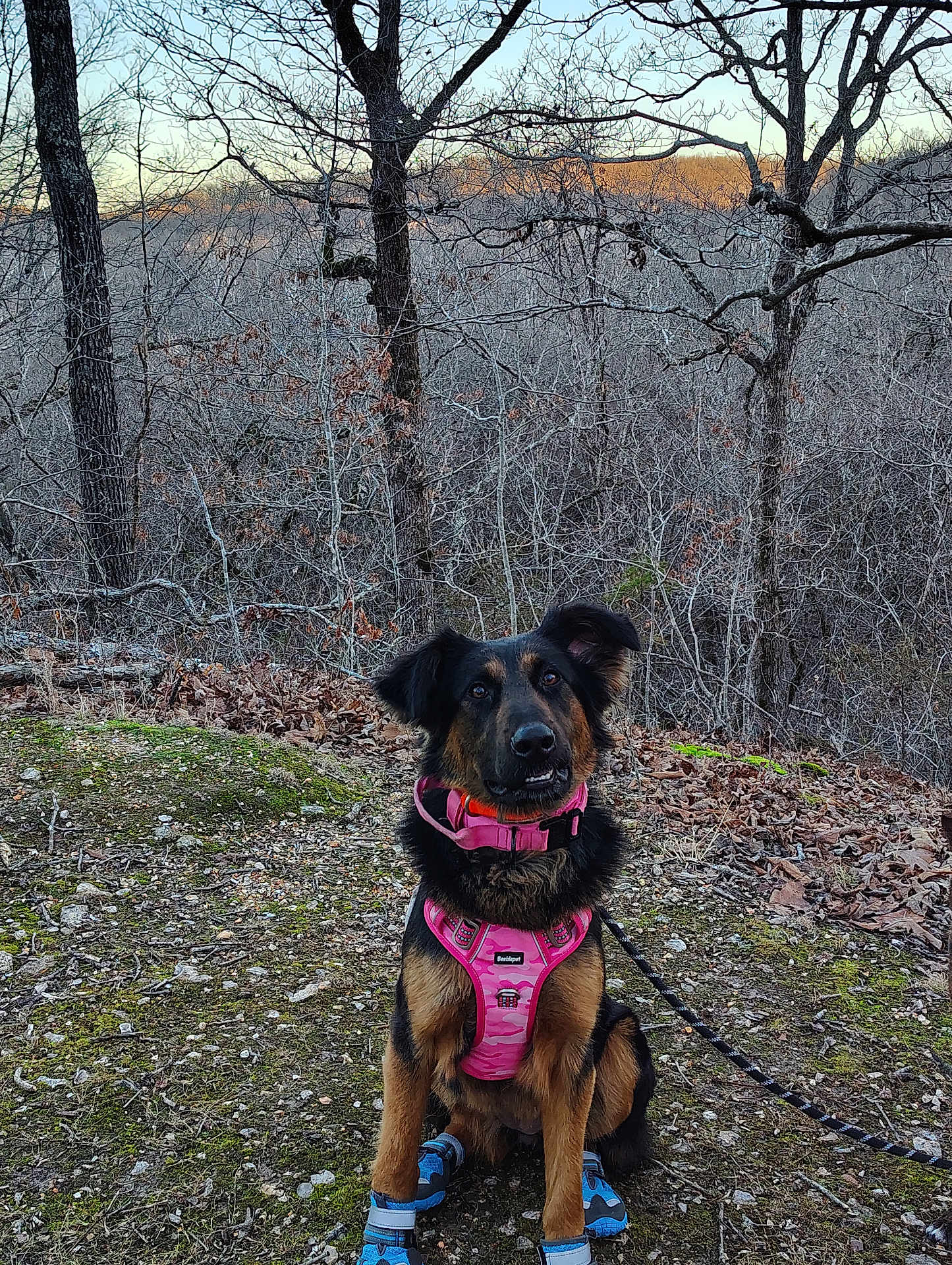 Nova is registered to the contest to win money with this photo: dog, harness, boots, forest, trees, moss, leaves, outdoor, nature, sunset, pet, canine, animal, sitting, brown, black, leash, scenic, winter, quiet
