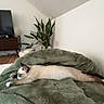 Yuumi participe au concours pour gagner de l'argent avec cette photo : cat, sleeping, lying_down, stretched_out, blanket, green_blanket, bed, bedroom, indoors, houseplant, television, tv_cabinet, wooden_furniture, cozy, home, relaxed, fluffy, cream_fur, brown_tail, siamese_cat