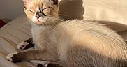 Yuumi participe au concours pour gagner de l'argent avec cette photo : cat, kitten, siamese_cat, pet, animal, feline, sleepy, squinting, lying_down, bed, bedroom, sunlight, shadow, fur, cream_fur, dark_points, blue_eyes, tail, whiskers, cozy
