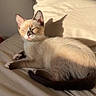 cat, kitten, siamese_cat, pet, animal, feline, sleepy, squinting, lying_down, bed, bedroom, sunlight, shadow, fur, cream_fur, dark_points, blue_eyes, tail, whiskers, cozy
