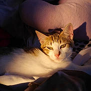 Malibu a rejoint le concours — aidez-le/la à gagner de superbes lots ! cat, tabby, white_cat, pet, animal, feline, sleeping, lounging, bed, blanket, bedding, cozy, sunlight, golden_light, indoor, bedroom, relaxed, whiskers, green_eyes, portrait