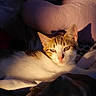 cat, tabby, white_cat, pet, animal, feline, sleeping, lounging, bed, blanket, bedding, cozy, sunlight, golden_light, indoor, bedroom, relaxed, whiskers, green_eyes, portrait