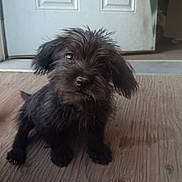 Einstein joined the competition — help win amazing prizes! animal, black_dog, canine, curious, cute, dog, door, fluffy, fur, head_tilt, house, indoor, looking, pet, portrait, puppy, sitting, small_dog, wooden_floor, young_dog