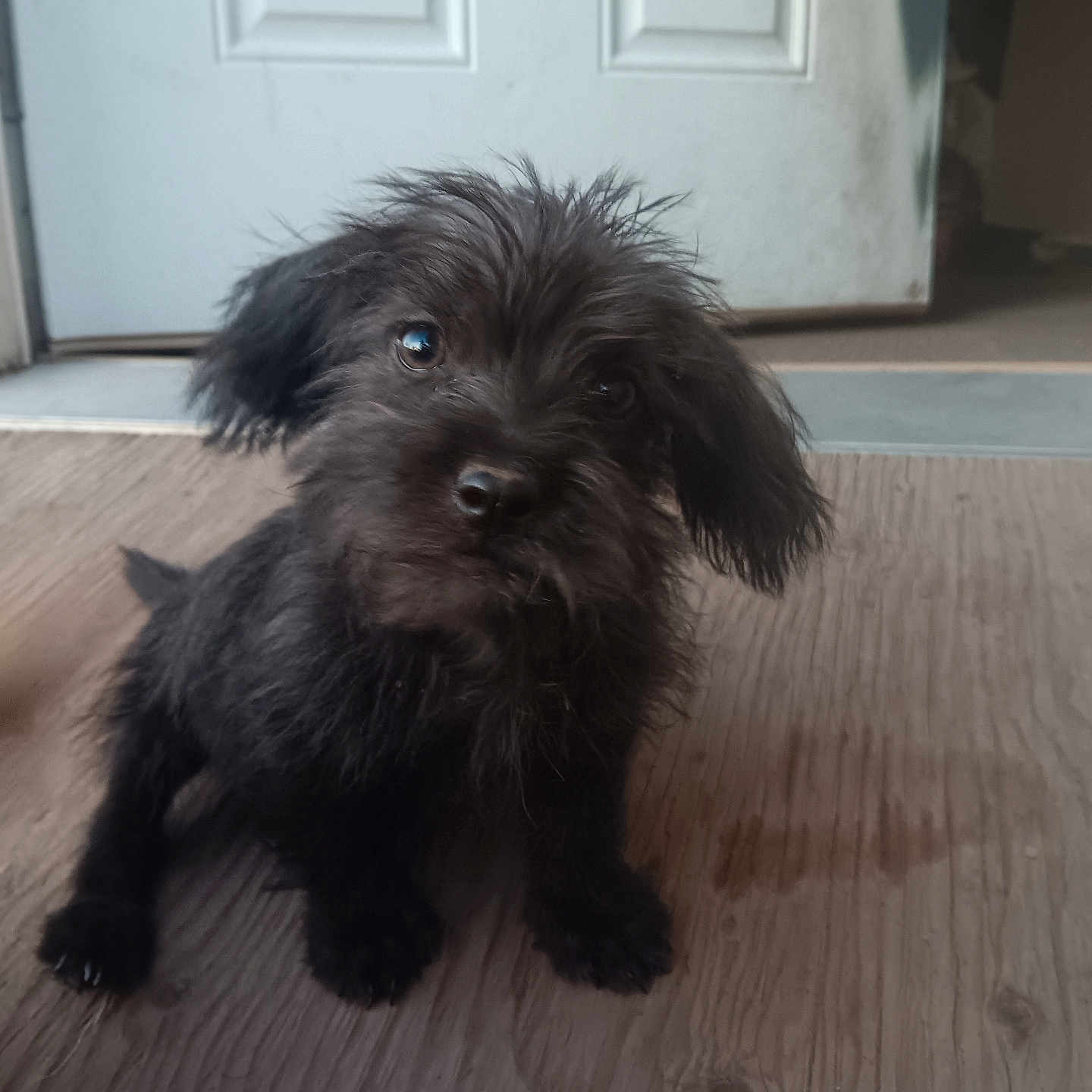 Einstein joined the competition — help win amazing prizes! animal, black_dog, canine, curious, cute, dog, door, fluffy, fur, head_tilt, house, indoor, looking, pet, portrait, puppy, sitting, small_dog, wooden_floor, young_dog