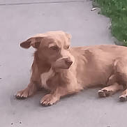Tiny joined the competition — help win amazing prizes! animal, brown_dog, calm, canine, daylight, dog, domestic_animal, fur, grass, laying_down, mammal, nature, one_animal, outdoor, pavement, pet, quiet, resting, sidewalk, small_dog