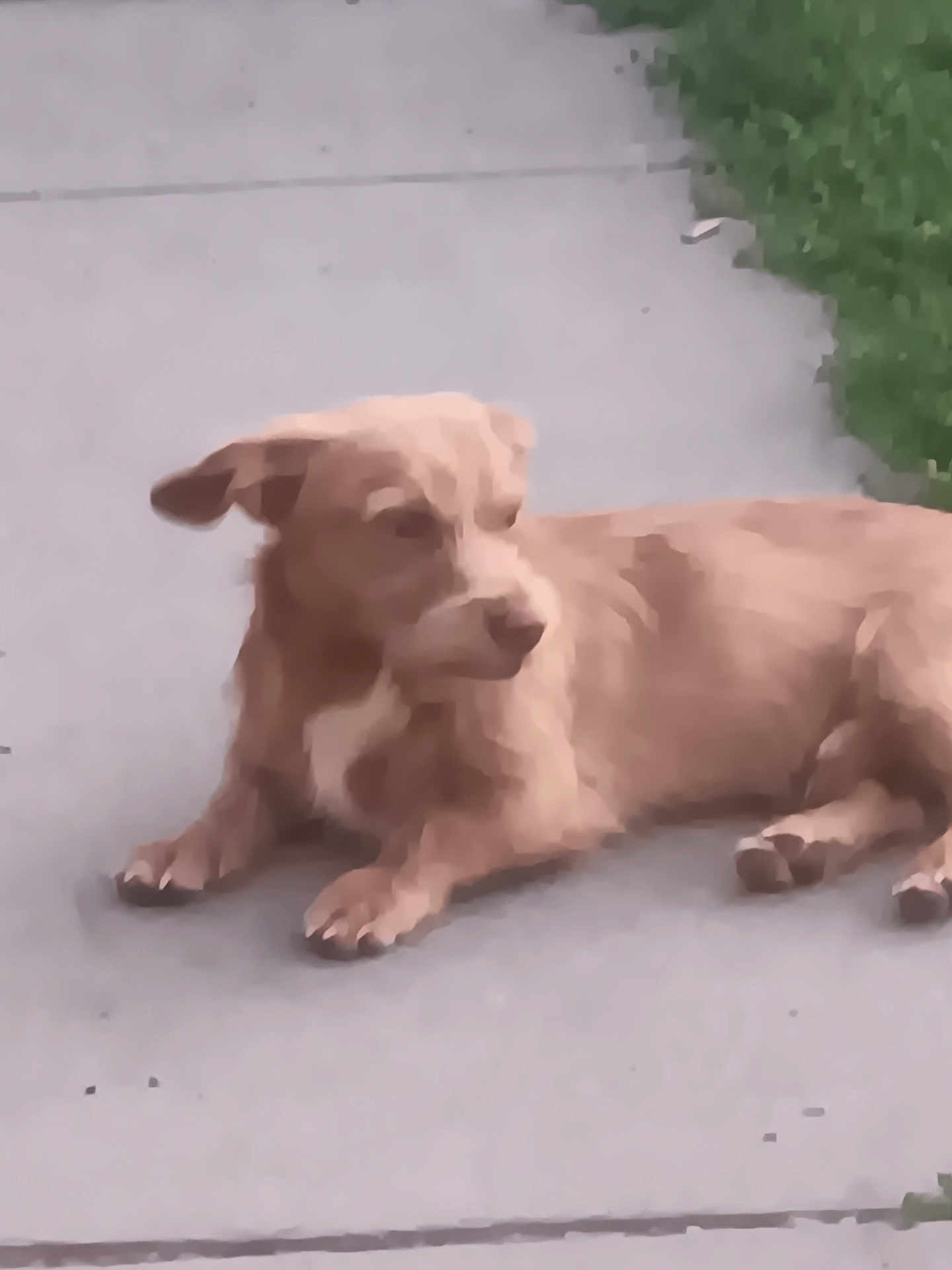 Tiny joined the competition — help win amazing prizes! animal, brown_dog, calm, canine, daylight, dog, domestic_animal, fur, grass, laying_down, mammal, nature, one_animal, outdoor, pavement, pet, quiet, resting, sidewalk, small_dog