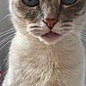 Shyshy participe au concours pour gagner de l'argent avec cette photo : cat, kitten, close_up, portrait, cream_fur, gray_background, blue_eyes, wide_eyes, whiskers, nose, tongue, fluffy_fur, short_hair, animal, pet, indoor, centered_composition, direct_gaze, facial_expression, photography