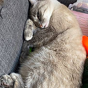 Shyshy a rejoint le concours — aidez-le/la à gagner de superbes lots ! cat, sleeping, curled_up, couch, indoor, pet, furry, cream_colored, gray, relaxed, peaceful, paw, whiskers, ears, closed_eyes, animal, cozy, nap, portrait, home
