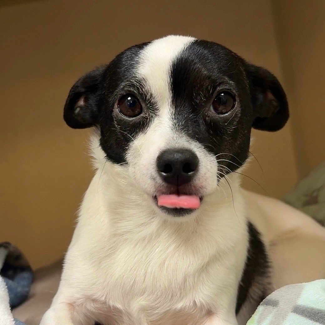 Oreo joined the competition — help win amazing prizes! animal, bed, black_and_white, blanket, closeup, cozy, cute, dog, ears, eyes, face, fur, indoor, nose, pet, portrait, resting, small_dog, tongue_out, whiskers