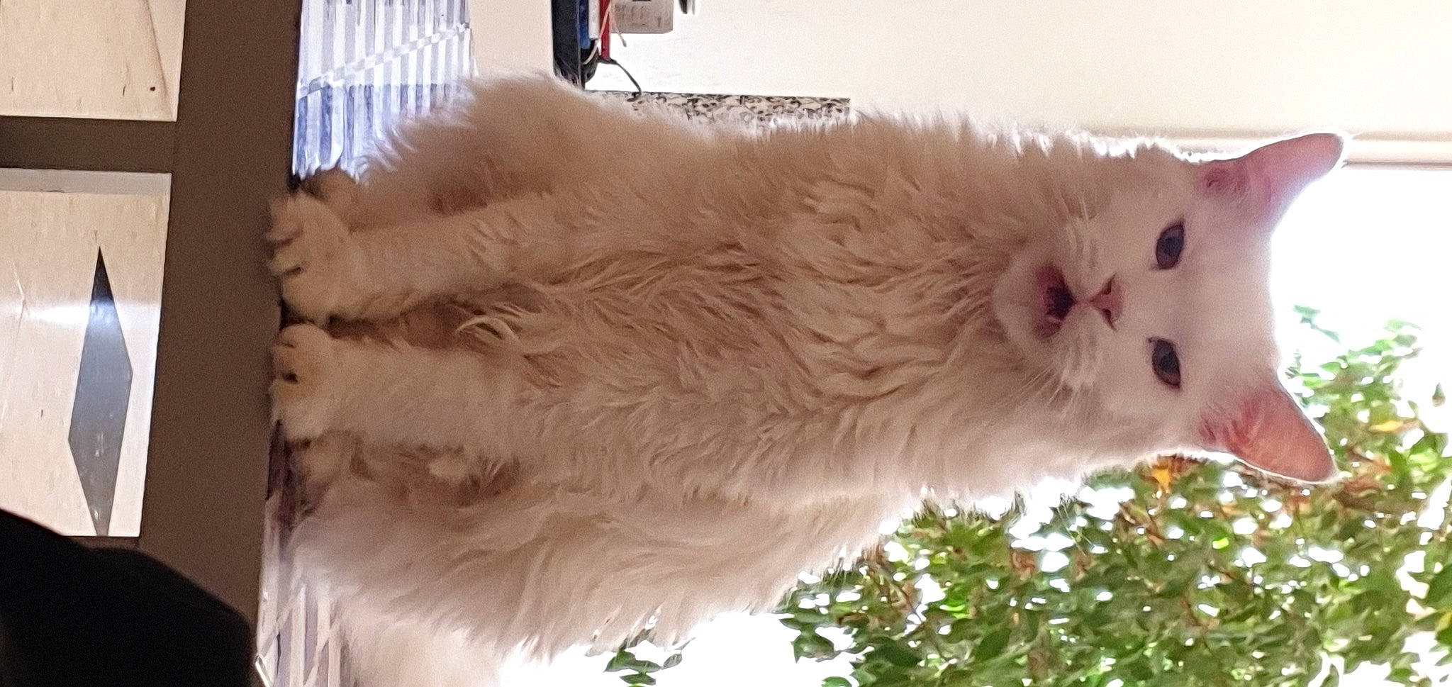 Bébé participe au concours pour gagner de l'argent avec cette photo : british_longhair, carnivore, cat, fawn, feather, felidae, fur, plant, small_to_medium_sized_cats, tail, terrestrial_animal, tree, whiskers