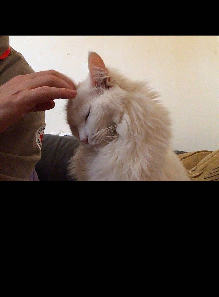 Bébé participe au concours pour gagner de l'argent avec cette photo : carnivore, cat, comfort, domestic_short_haired_cat, ear, felidae, fur, gesture, happy, nap, paw, ragdoll, small_to_medium_sized_cats, tail, whiskers