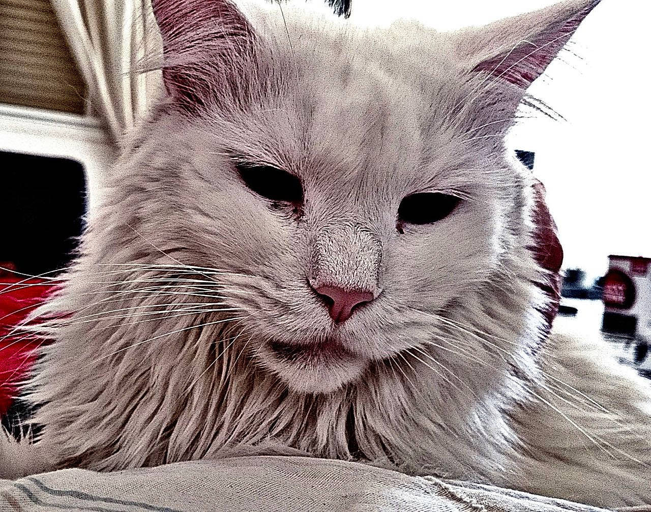 Bébé participe au concours pour gagner de l'argent avec cette photo : birman, carnivore, cat, cat_supply, comfort, domestic_short_haired_cat, felidae, fur, grey, iris, mammal, pattern, paw, small_to_medium_sized_cats, snout, terrestrial_animal, whiskers, window