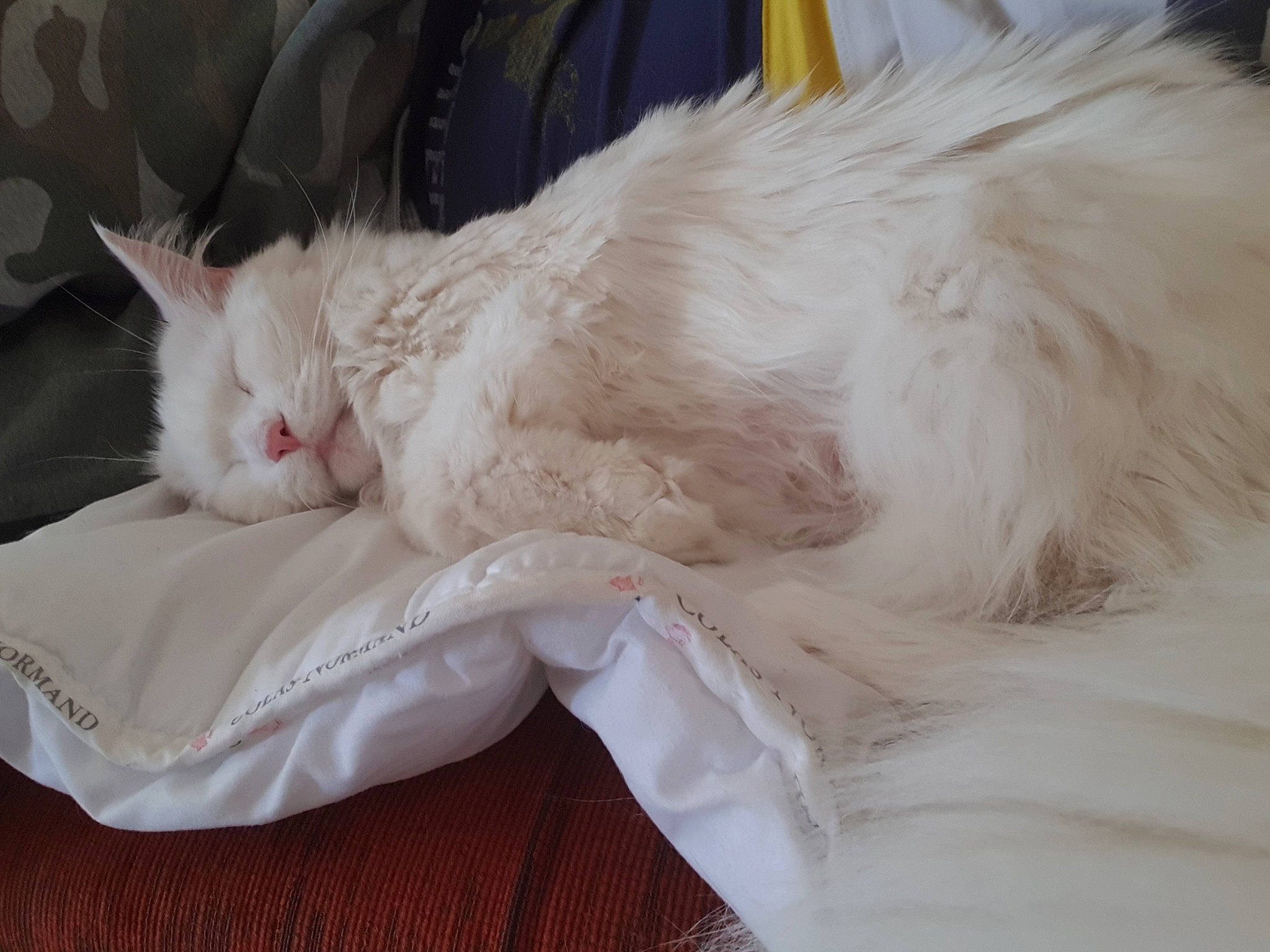 Bébé a rejoint le concours — aidez-le/la à gagner de superbes lots ! carnivore, cat, claw, comfort, eye, fawn, felidae, fur, nap, paw, small_to_medium_sized_cats, snout, tail, whiskers