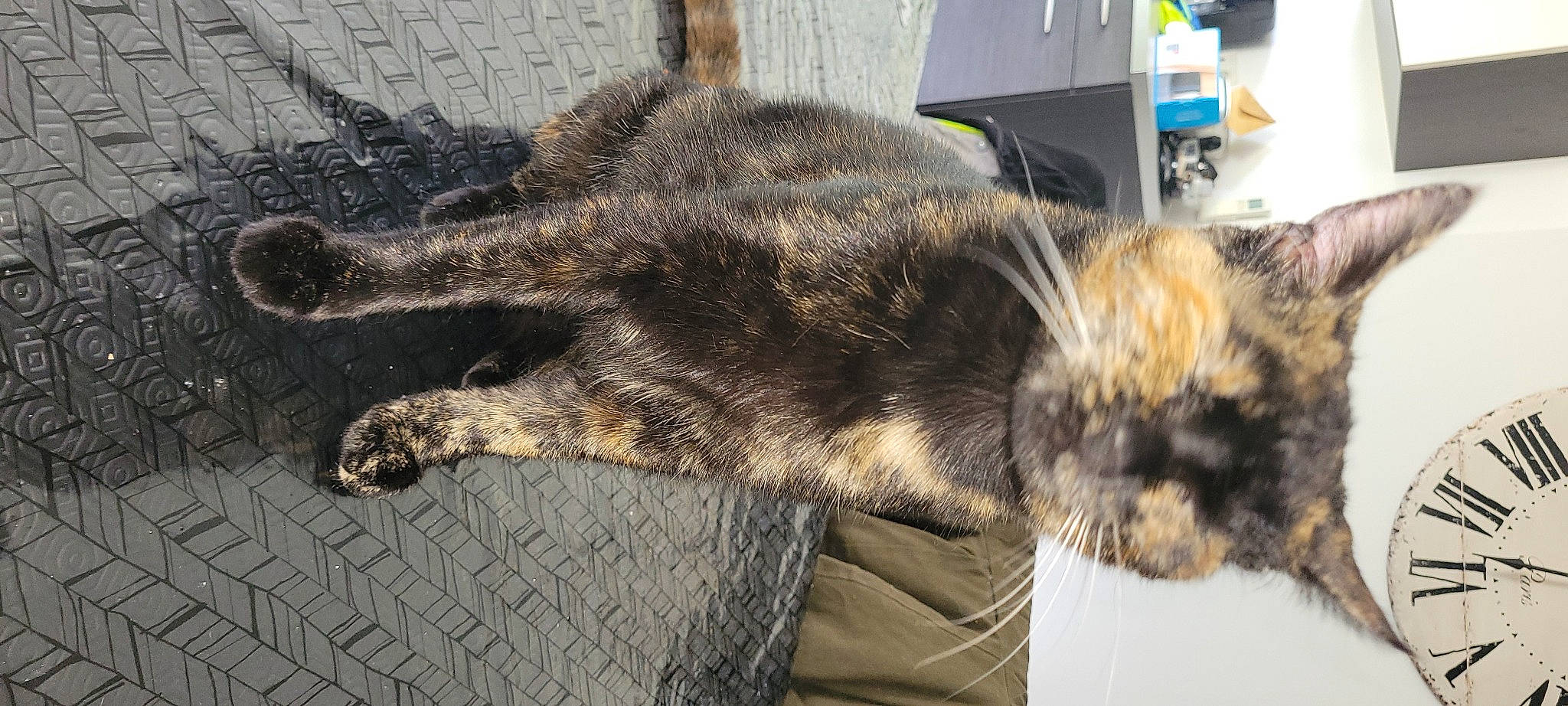 Miou a rejoint le concours — aidez-le/la à gagner de superbes lots ! canidae, carnivore, cat, claw, comfort, domestic_short_haired_cat, eye, felidae, fur, mammal, nap, paw, sleep, small_to_medium_sized_cats, snout, tail, terrestrial_animal, whiskers, wildlife