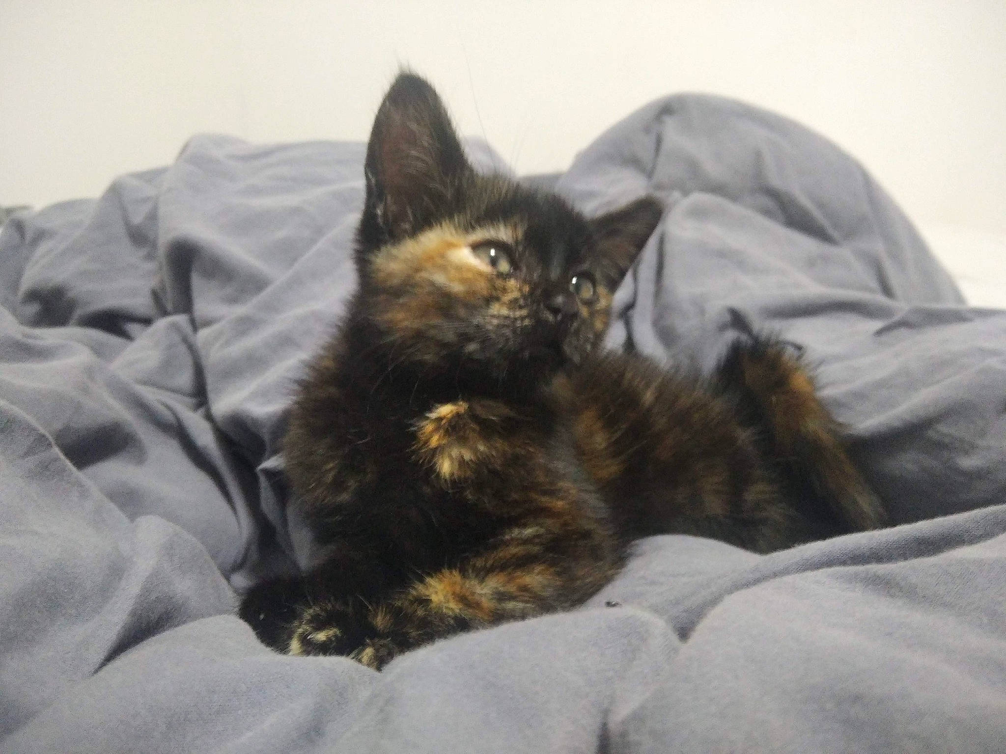 Miou a rejoint le concours — aidez-le/la à gagner de superbes lots ! bed, bedding, bedroom, black_cat, blanket, carnivore, cat, claw, comfort, domestic_short_haired_cat, duvet, felidae, fur, grey, linens, nap, room, small_to_medium_sized_cats, terrestrial_animal, whiskers