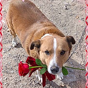 Fisher joined the competition — help win amazing prizes! adorable, animal, brown_dog, canine, cute, dog, earth, flower, gravel, heart_border, looking_up, nature, outdoor, pet, red_rose, romantic, rose, single_flower, valentine, white_markings