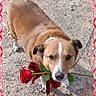 adorable, animal, brown_dog, canine, cute, dog, earth, flower, gravel, heart_border, looking_up, nature, outdoor, pet, red_rose, romantic, rose, single_flower, valentine, white_markings