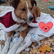 Fisher joined the competition — help win amazing prizes! adorable, animal, autumn, blanket, brown_and_white, cape, costume, crown, cute, dog, fall, fur, heart_emoji, laying_down, leaves, nature, outdoor, pet, plastic_bottle, playful