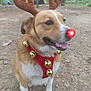 Fisher joined the competition — help win amazing prizes! animal, antlers, bells, canine, christmas, cute, dirt_path, dog, festive, forest, happy, harness, holiday, mammal, nature, outdoor, pet, red_nose, reindeer_costume, sitting