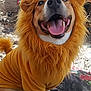 Fisher is registered to the contest to win money with this photo: animal, blanket, brown_fur, canine, close_up, costume, cute, dog, funny, furry, happy, lion_costume, nature, outdoor, pet, playful, sitting, smiling, tongue_out, white_paws