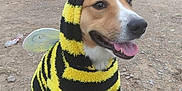 Fisher joined the competition — help win amazing prizes! animal, antennas, bee_costume, black_and_yellow, canine, costume, cute, dog, forest, furry, grass, happy, nature, outdoor, pet, playful, smiling, tongue_out, trees, walking_path