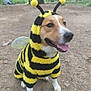 animal, antennas, bee_costume, black_and_yellow, canine, costume, cute, dog, forest, furry, grass, happy, nature, outdoor, pet, playful, smiling, tongue_out, trees, walking_path