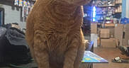 Oliver joined the competition — help win amazing prizes! cat, orange_cat, ginger_cat, feline, pet, animal, sitting, front_facing, wide_eyes, whiskers, ears, fur, indoor, room, table, shelves, electronics, boxes, cluttered_background, portrait
