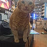 cat, orange_cat, ginger_cat, feline, pet, animal, sitting, front_facing, wide_eyes, whiskers, ears, fur, indoor, room, table, shelves, electronics, boxes, cluttered_background, portrait