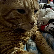 Oliver joined the competition — help win amazing prizes! cat, orange_cat, tabby, feline, pet, fur, whiskers, ears, eyes, nose, paws, sleepy, relaxed, lounging, blanket, indoor, closeup, portrait, festive_lights, cozy