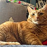 Oliver joined the competition — help win amazing prizes! cat, ginger_cat, orange_cat, feline, pet, animal, whiskers, ears, green_eyes, fur, long_body, lounging, lying_down, couch, blanket, indoor, home, portrait, close_up, relaxed
