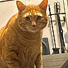 Oliver joined the competition — help win amazing prizes! cat, orange_tabby, pet, animal, feline, sitting, portrait, indoors, home, fireplace, fireplace_tools, fur, whiskers, ears, eyes, nose, paws, tabby_stripes, closeup, serious_expression