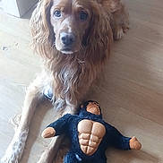 Tockyo a rejoint le concours — aidez-le/la à gagner de superbes lots ! animal, brown_fur, companion, cute, dog, domestic_animal, friendly, fur, golden_retriever, gorilla_toy, indoor, long_ears, looking_up, lying_down, mammal, pet, pet_toy, plush_toy, toy, wooden_floor